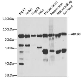 Western Blot - Anti-ABCB8 Antibody (A14116) - Antibodies.com