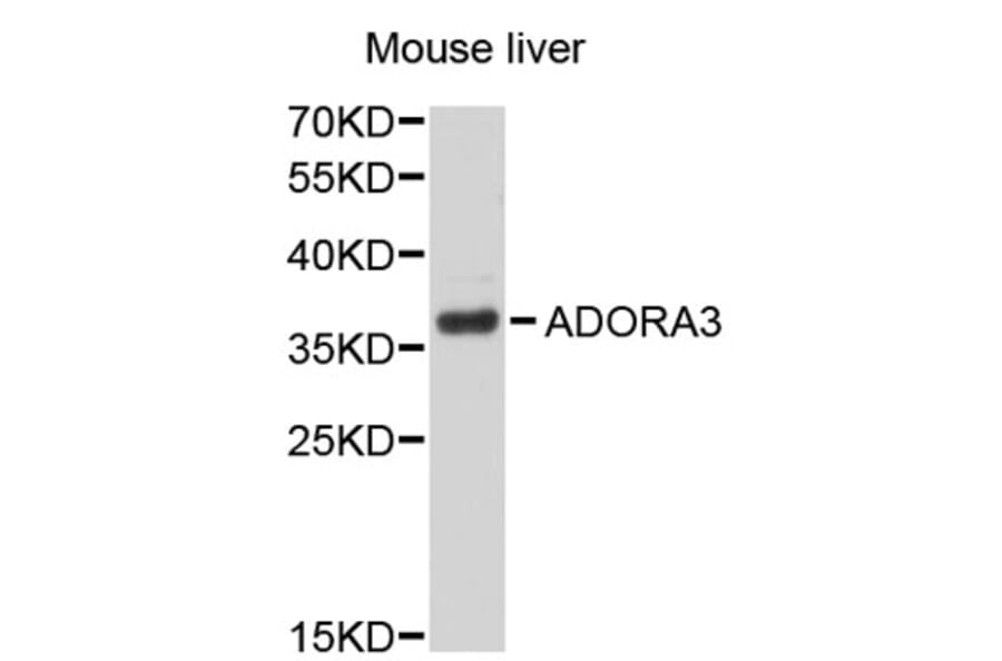 Western Blot - Anti-ADORA3 Antibody (A2654) - Antibodies.com