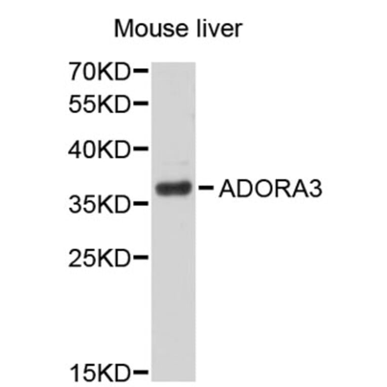 Western Blot - Anti-ADORA3 Antibody (A2654) - Antibodies.com