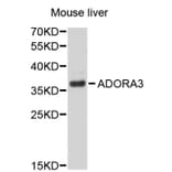 Western Blot - Anti-ADORA3 Antibody (A2654) - Antibodies.com