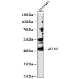 Western Blot - Anti-APLNR Antibody (A2659) - Antibodies.com
