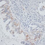 Immunohistochemistry - Anti-VIM Antibody (A2666) - Antibodies.com