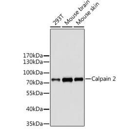 Western Blot - Anti-Calpain 2 Antibody (A14127) - Antibodies.com