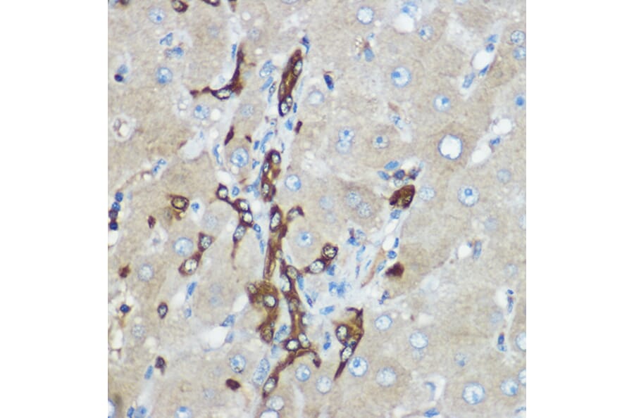 Immunohistochemistry - Anti-Calpain 2 Antibody (A14127) - Antibodies.com