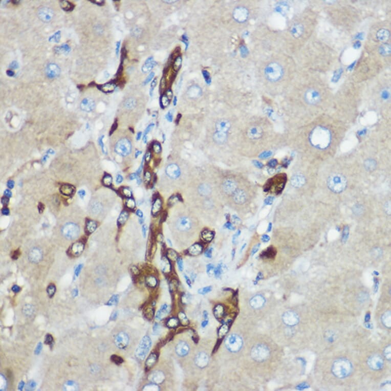 Immunohistochemistry - Anti-Calpain 2 Antibody (A14127) - Antibodies.com