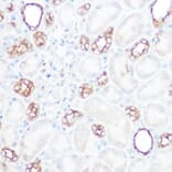 Immunohistochemistry - Anti-Calpain 2 Antibody (A14127) - Antibodies.com