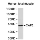 Western Blot - Anti-CAP2 Antibody (A2676) - Antibodies.com