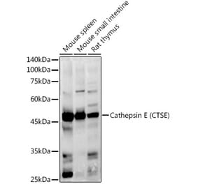 Western Blot - Anti-Cathepsin E Antibody (A14131) - Antibodies.com