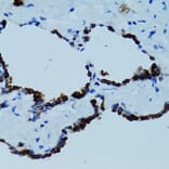 Immunohistochemistry - Anti-Cathepsin E Antibody (A14131) - Antibodies.com