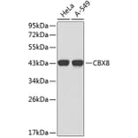 Western Blot - Anti-CBX8 Antibody (A2682) - Antibodies.com