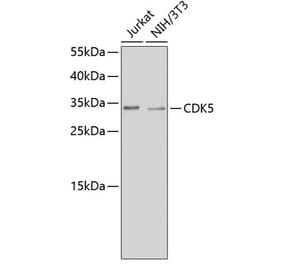 Western Blot - Anti-CDK5 Antibody (A14136) - Antibodies.com