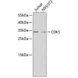 Western Blot - Anti-CDK5 Antibody (A14136) - Antibodies.com