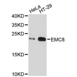 Western Blot - Anti-EMC8 Antibody (A2701) - Antibodies.com