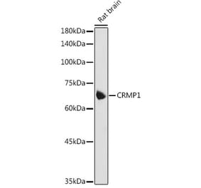 Western Blot - Anti-CRMP1 Antibody (A14145) - Antibodies.com