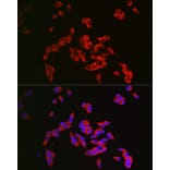 Immunofluorescence - Anti-CRMP1 Antibody (A14145) - Antibodies.com