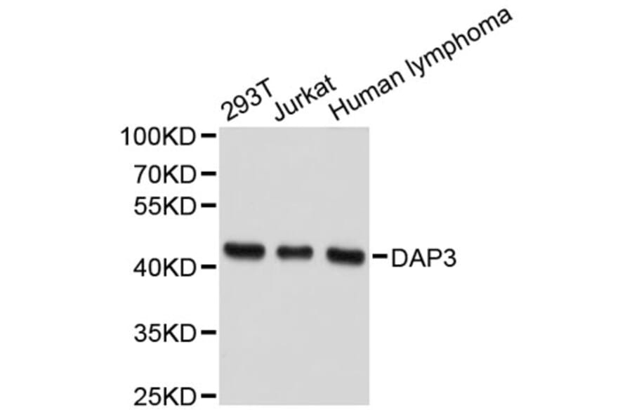Western Blot - Anti-DAP3 Antibody (A2714) - Antibodies.com