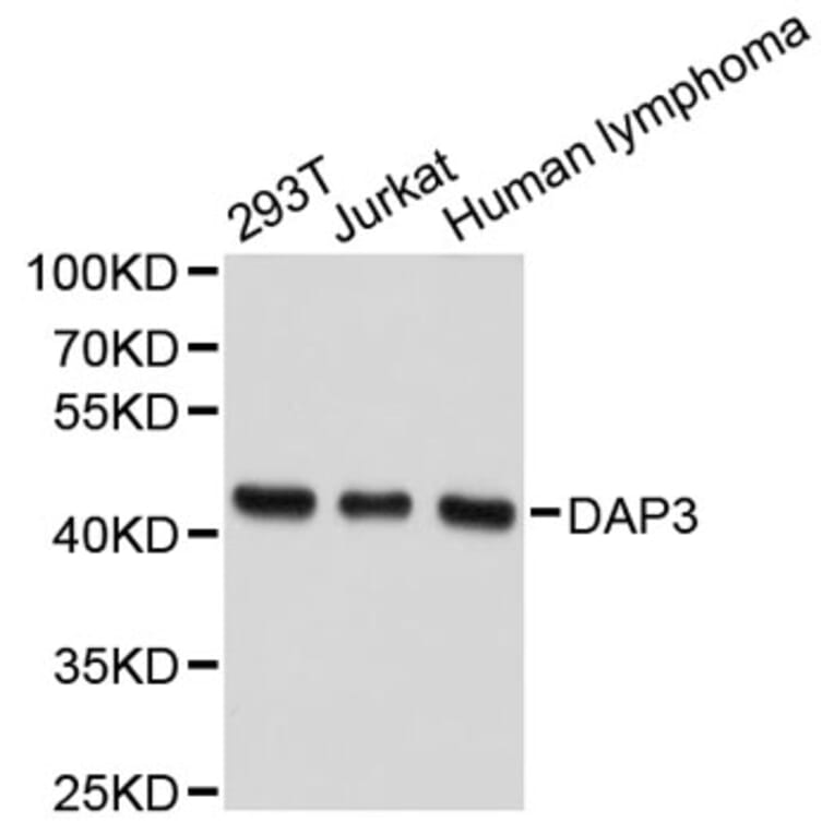 Western Blot - Anti-DAP3 Antibody (A2714) - Antibodies.com