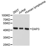 Western Blot - Anti-DAP3 Antibody (A2714) - Antibodies.com