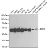 Western Blot - Anti-EEF1G Antibody (A2721) - Antibodies.com