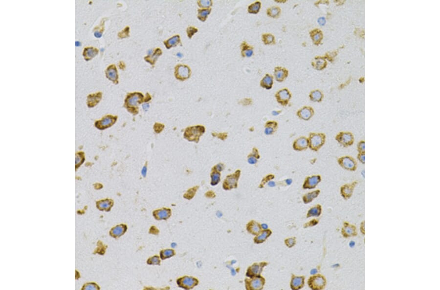 Immunohistochemistry - Anti-EEF1G Antibody (A2721) - Antibodies.com