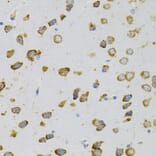 Immunohistochemistry - Anti-EEF1G Antibody (A2721) - Antibodies.com