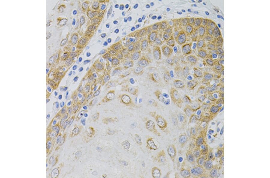Immunohistochemistry - Anti-EEF1G Antibody (A2721) - Antibodies.com