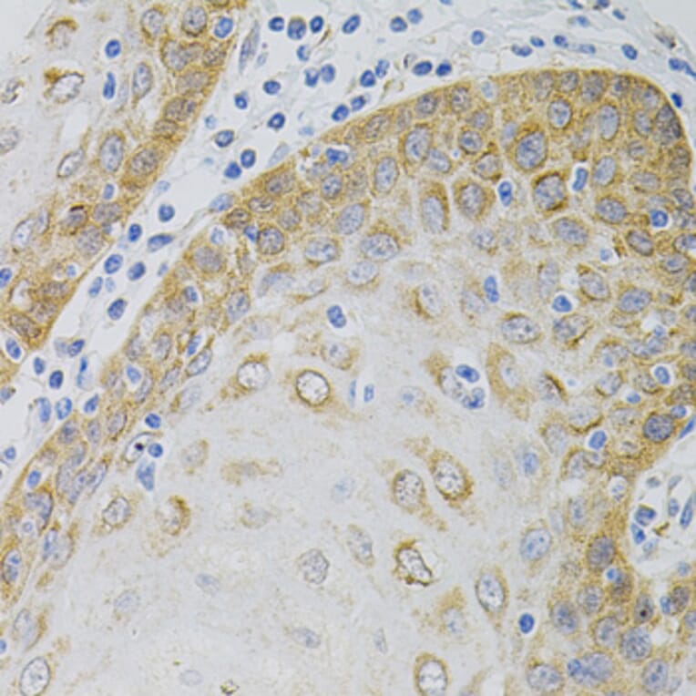 Immunohistochemistry - Anti-EEF1G Antibody (A2721) - Antibodies.com