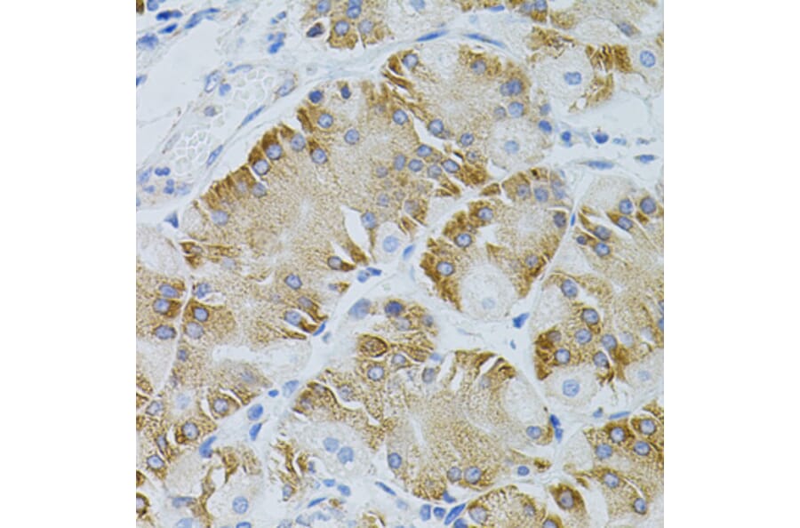 Immunohistochemistry - Anti-EEF1G Antibody (A2721) - Antibodies.com