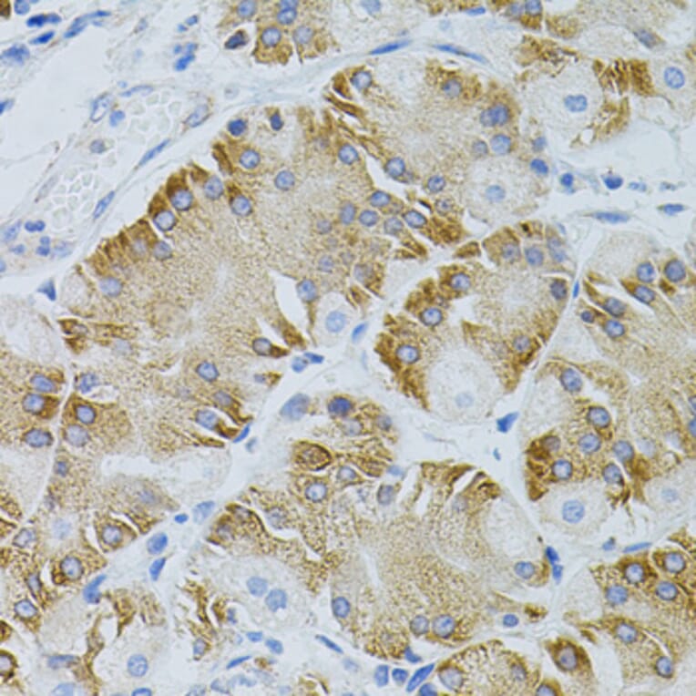 Immunohistochemistry - Anti-EEF1G Antibody (A2721) - Antibodies.com