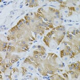 Immunohistochemistry - Anti-EEF1G Antibody (A2721) - Antibodies.com