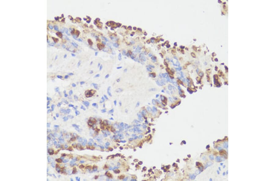 Immunohistochemistry - Anti-EEF1G Antibody (A2721) - Antibodies.com