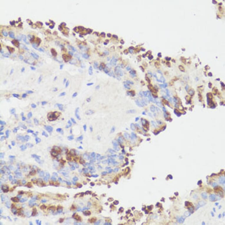 Immunohistochemistry - Anti-EEF1G Antibody (A2721) - Antibodies.com