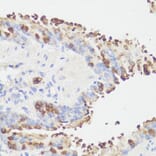 Immunohistochemistry - Anti-EEF1G Antibody (A2721) - Antibodies.com