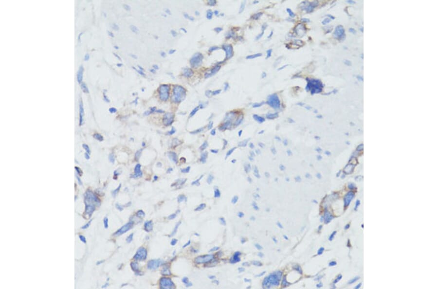Immunohistochemistry - Anti-EEF1G Antibody (A2721) - Antibodies.com