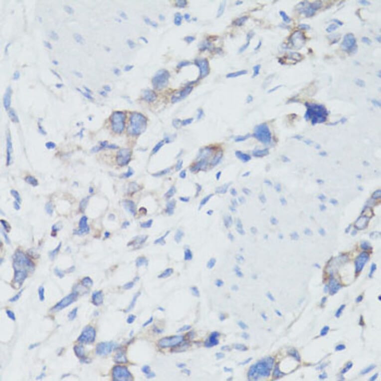 Immunohistochemistry - Anti-EEF1G Antibody (A2721) - Antibodies.com