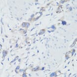 Immunohistochemistry - Anti-EEF1G Antibody (A2721) - Antibodies.com