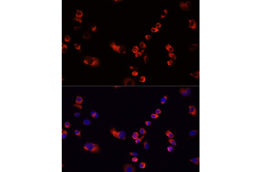 Immunofluorescence - Anti-EEF1G Antibody (A2721) - Antibodies.com