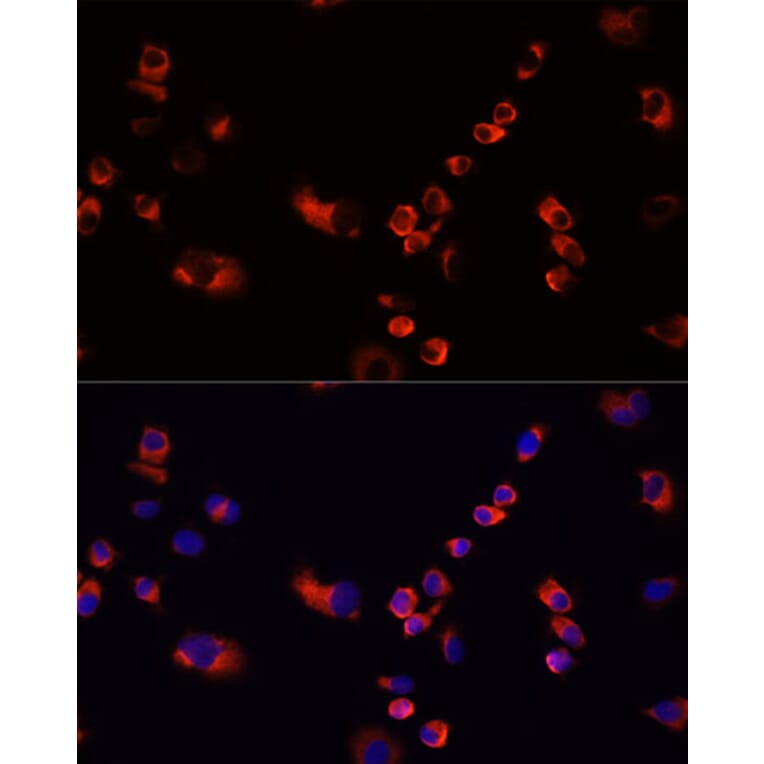 Immunofluorescence - Anti-EEF1G Antibody (A2721) - Antibodies.com
