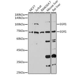 Western Blot - Anti-Egr1 Antibody (A14152) - Antibodies.com