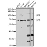 Western Blot - Anti-Egr1 Antibody (A14152) - Antibodies.com