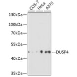 Western Blot - Anti-DUSP4 Antibody (A14154) - Antibodies.com