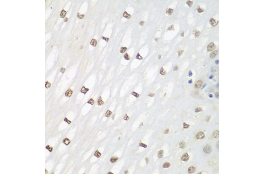 Immunohistochemistry - Anti-FRA2 Antibody (A14157) - Antibodies.com