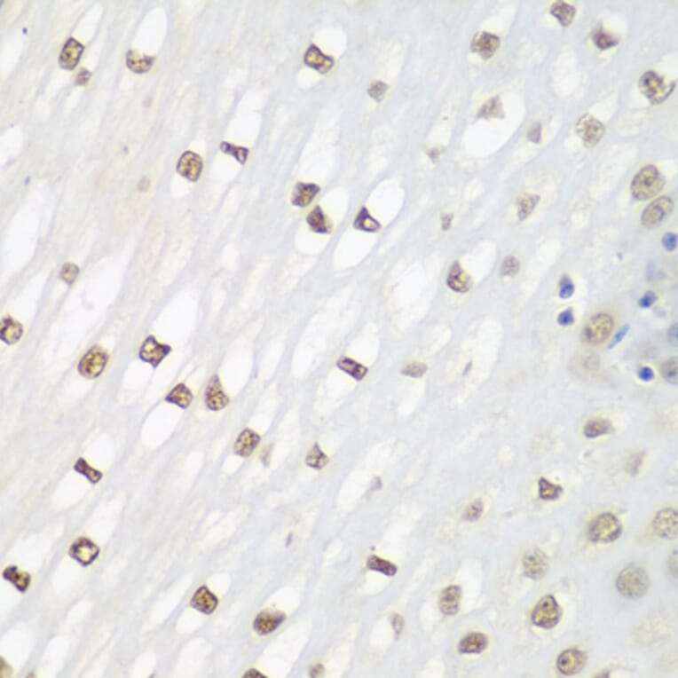 Immunohistochemistry - Anti-FRA2 Antibody (A14157) - Antibodies.com