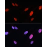 Immunofluorescence - Anti-FRA2 Antibody (A14157) - Antibodies.com