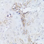 Immunohistochemistry - Anti-GNA11 Antibody (A14158) - Antibodies.com
