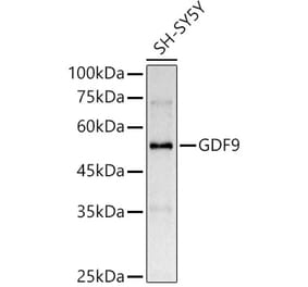 Western Blot - Anti-GDF9 Antibody (A14162) - Antibodies.com