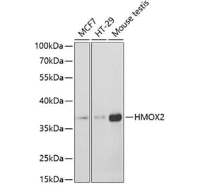 Western Blot - Anti-HO-2 Antibody (A14164) - Antibodies.com