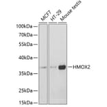 Western Blot - Anti-HO-2 Antibody (A14164) - Antibodies.com