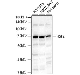 Western Blot - Anti-HSF2 Antibody (A14166) - Antibodies.com