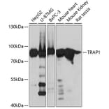 Western Blot - Anti-TRAP1 Antibody (A14167) - Antibodies.com